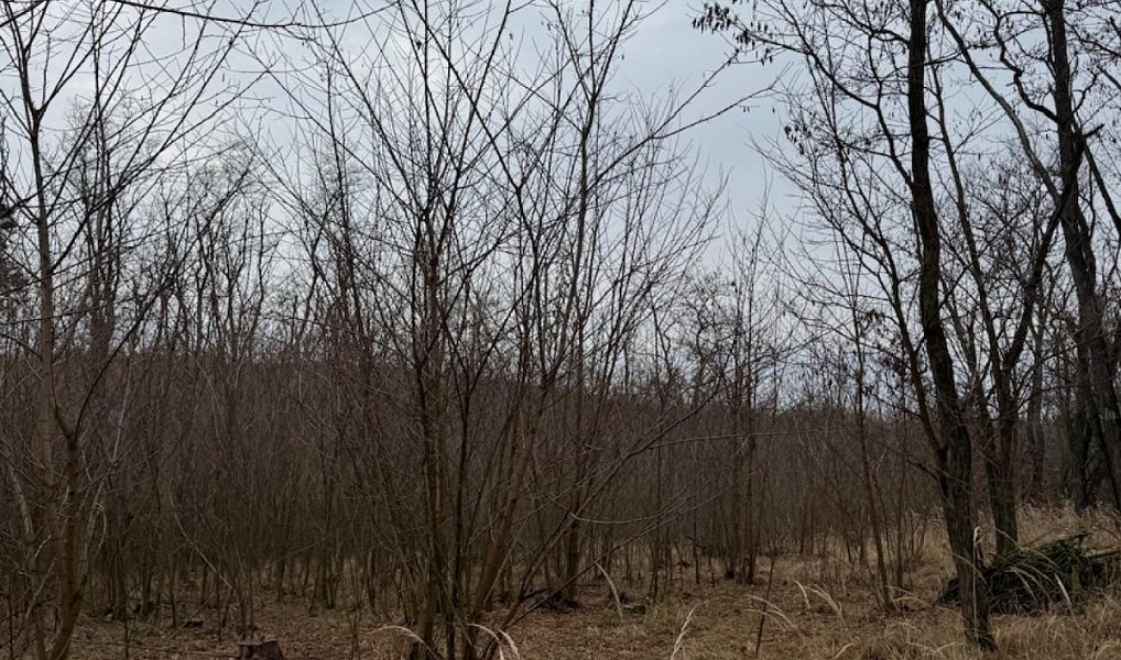 Prodej lesa 6 189 m², Lesonice – náhled fotky 9