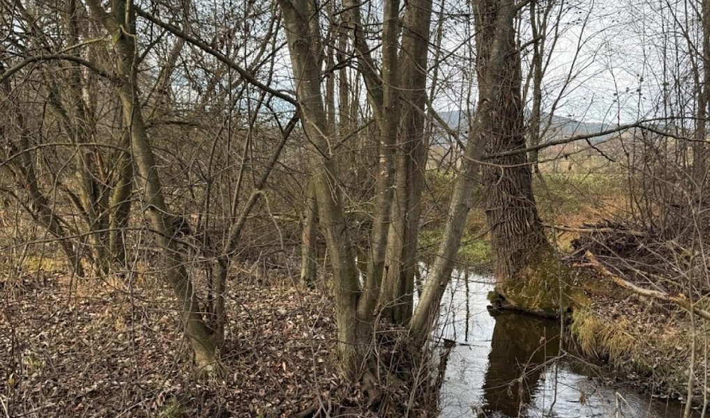 Prodej pozemku 21 761 m², Chvalšiny – náhled fotky 5