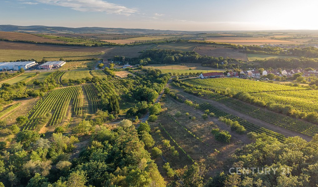 Vinný sklep 83m2, pozemky 8.420m2, Blatnice pod Svatým Antonínkem, Blatnice pod Svatým Antonínkem – náhled fotky 28