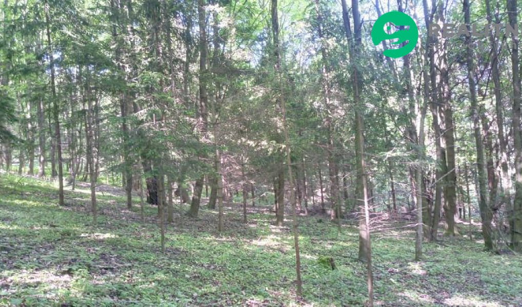 Prodej lesa 15 096 m², Ženklava – náhled fotky 14