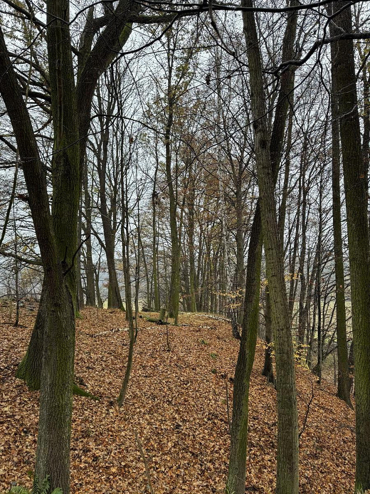 Prodej lesa 845 m² — photo 3