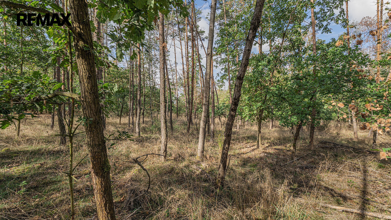 Prodej lesa 38 473 m² – fotografie 4