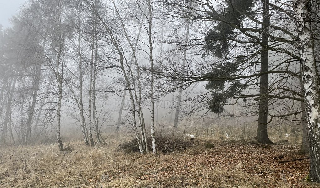 Prodej lesa 20 974 m², Stará Paka – náhled fotky 3
