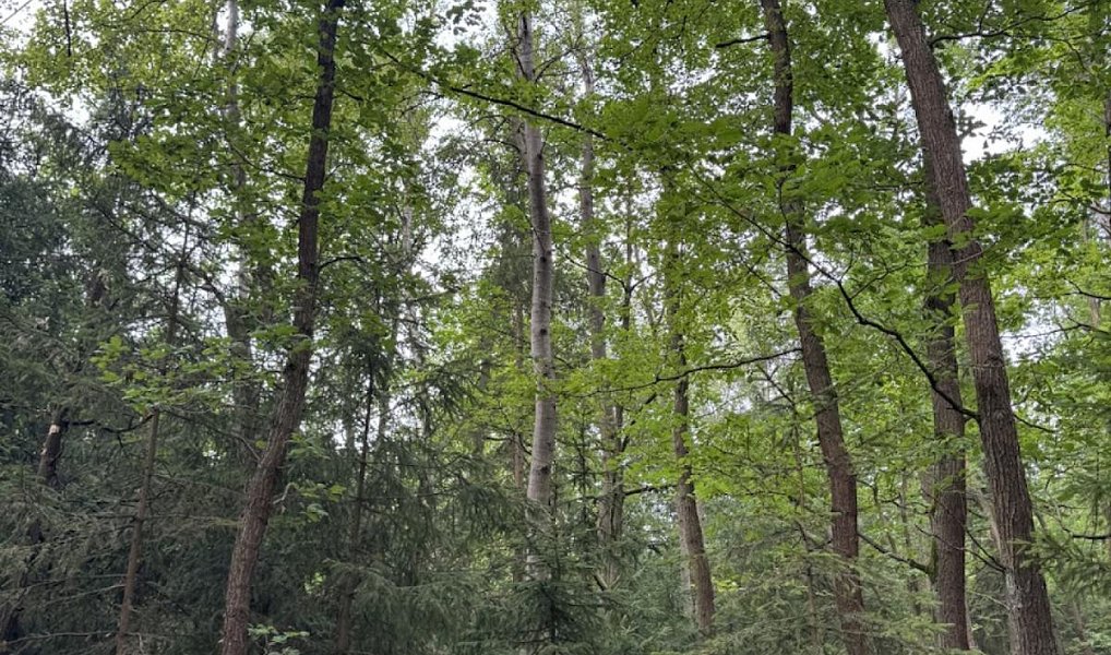 Prodej lesa 11 311 m², Velešovice – náhled fotky 6