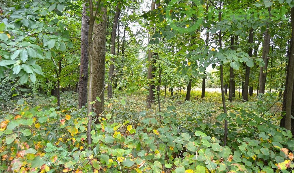 Prodej výrobních prostor 517 m², Chlumec nad Cidlinou – náhled fotky 23