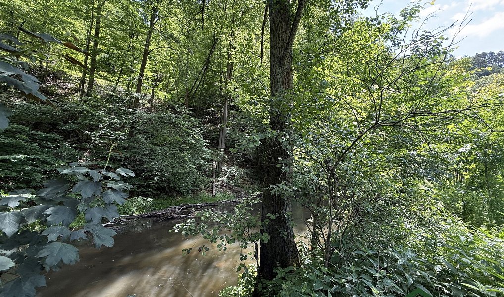 Prodej louky 3 200 m², Bílovice nad Svitavou – náhled fotky 4