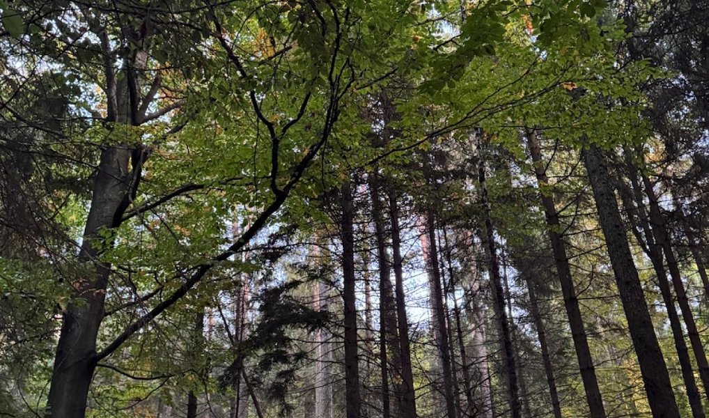 Prodej lesa 1 538 m², Velká Polom – náhled fotky 2