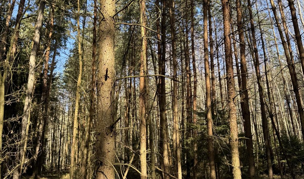 Prodej lesa 3 491 m², Vlastiboř – náhled fotky 3