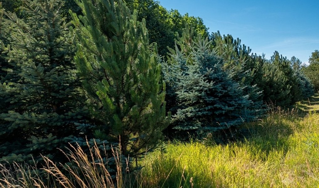 Prodej pole 5 202 m², Znojmo – náhled fotky 3