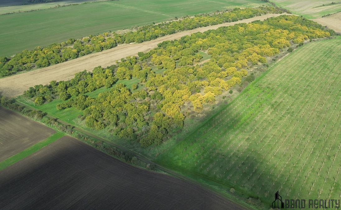 Prodej meruňkového sadu, 14 896 m² , Hustopeče u Brna – další