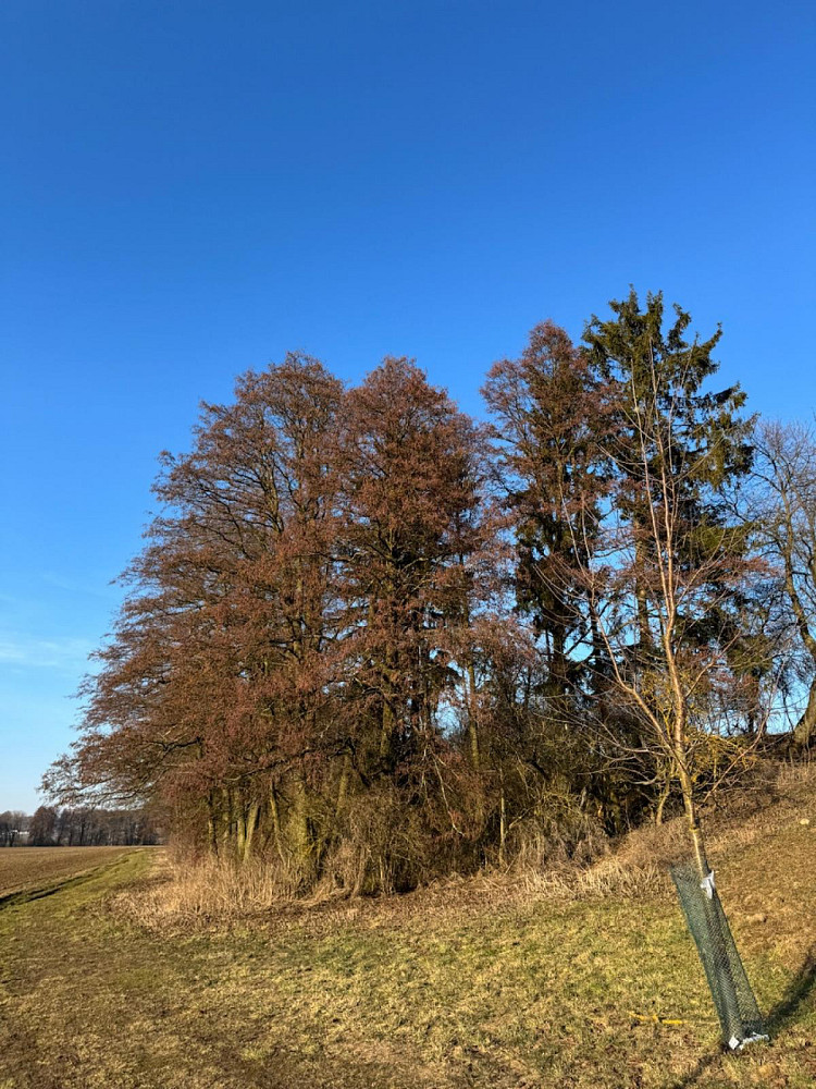 Prodej lesa 8 466 m² – pohled 2