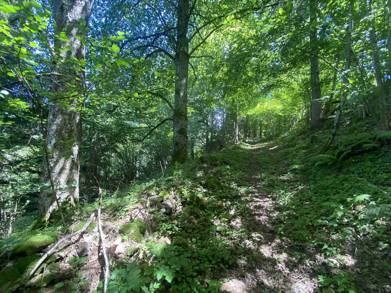 Prodej pozemku 3 924 m² – fotografie 3