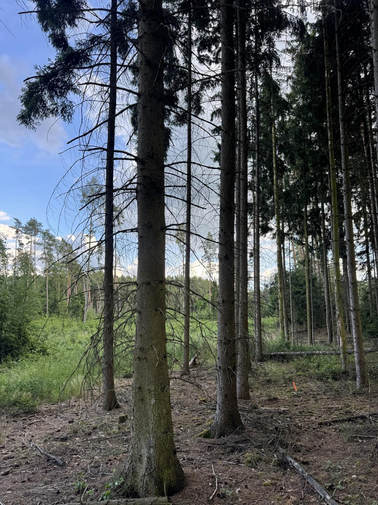 Prodej lesa 15 904 m²