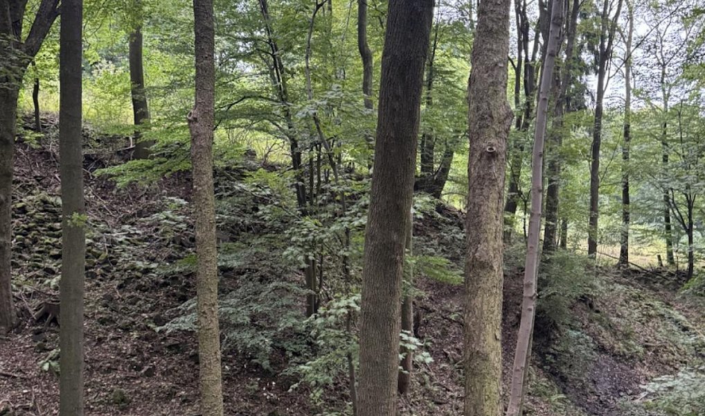 Prodej lesa 44 008 m², Jílové – náhled fotky 8