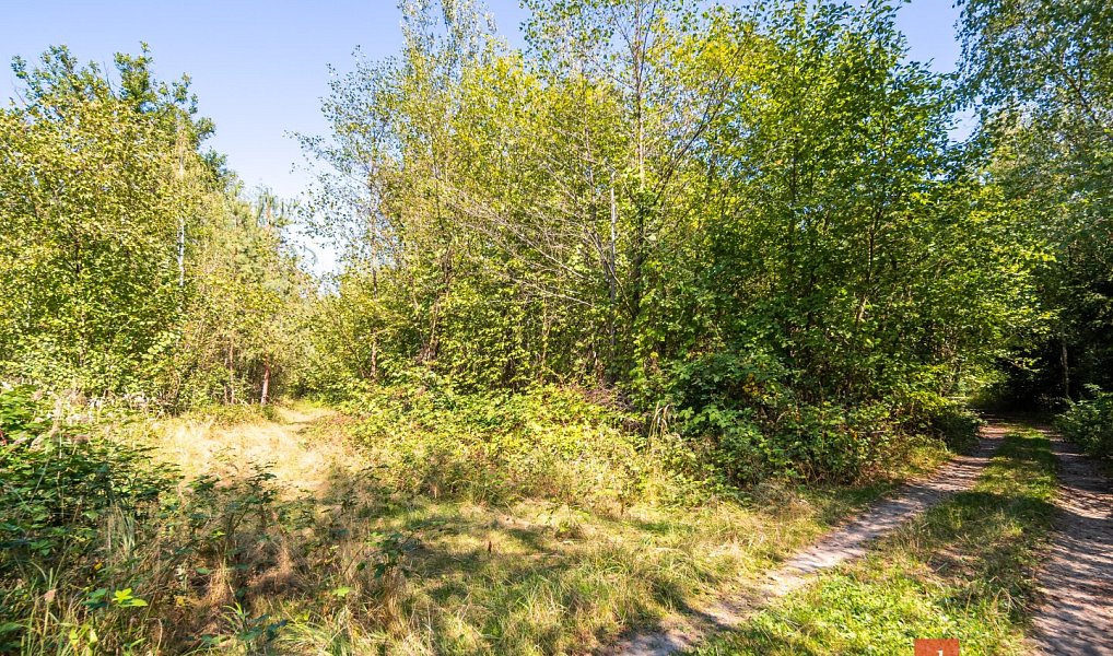 Prodej lesa 37 347 m², Pardubice – náhled fotky 14