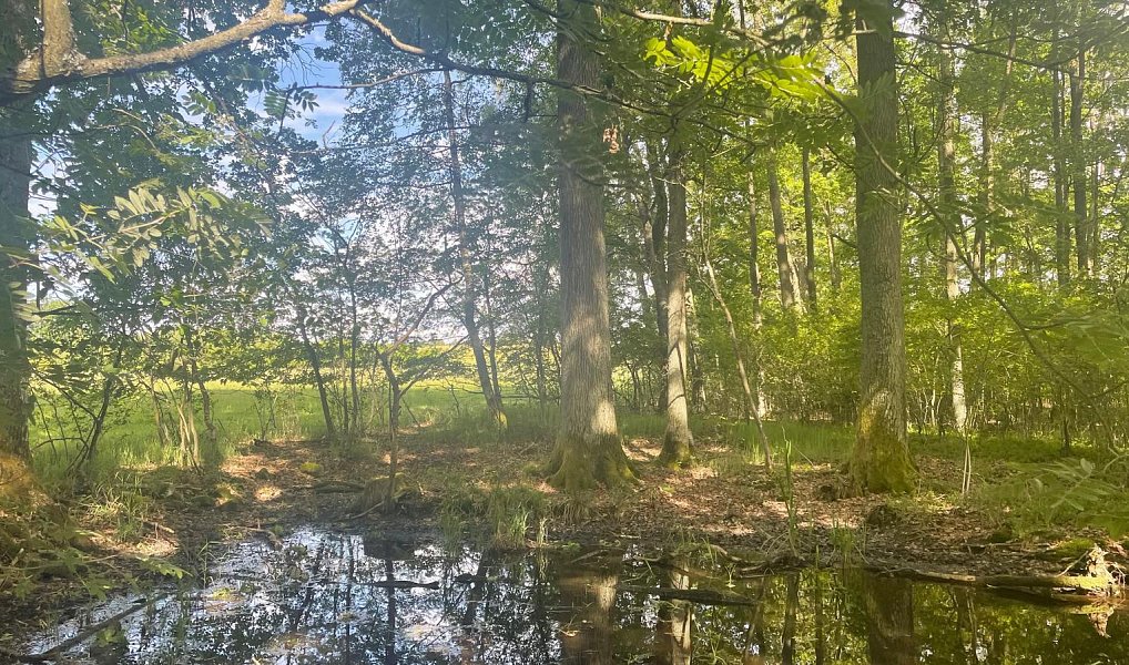 Prodej vodní plochy 130 000 m², Chlum u Třeboně – náhled fotky 4