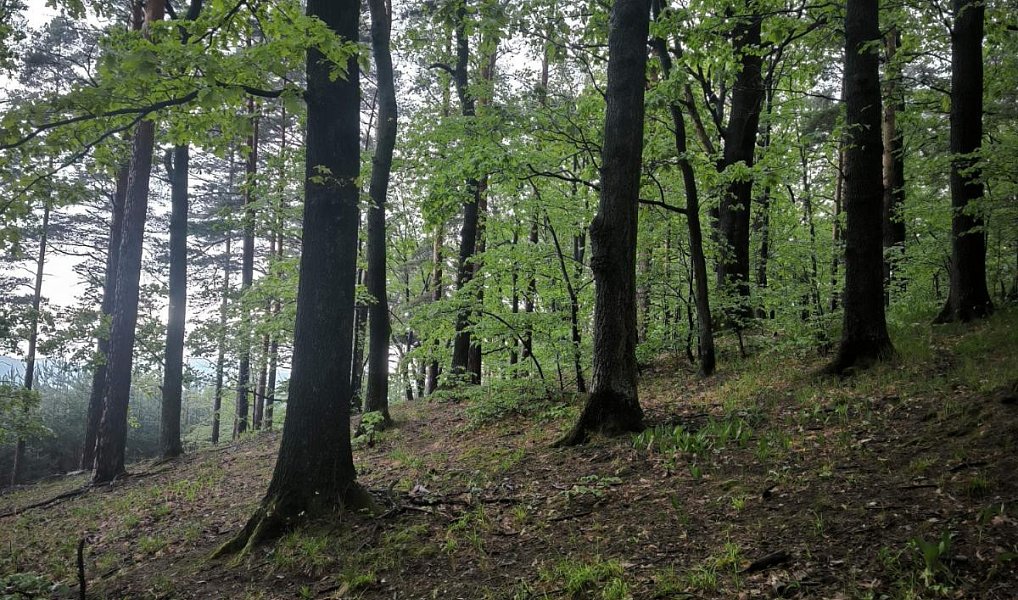 Prodej lesa 23 360 m², Bernartice – náhled fotky 11