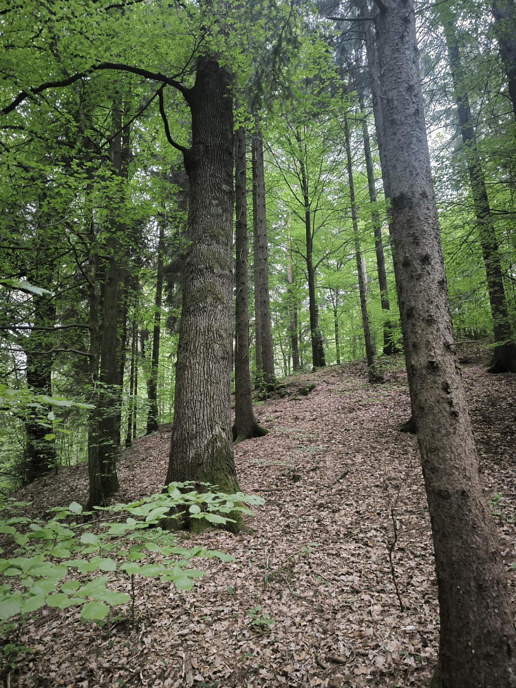 Prodej lesa 10 902 m² — photo 4