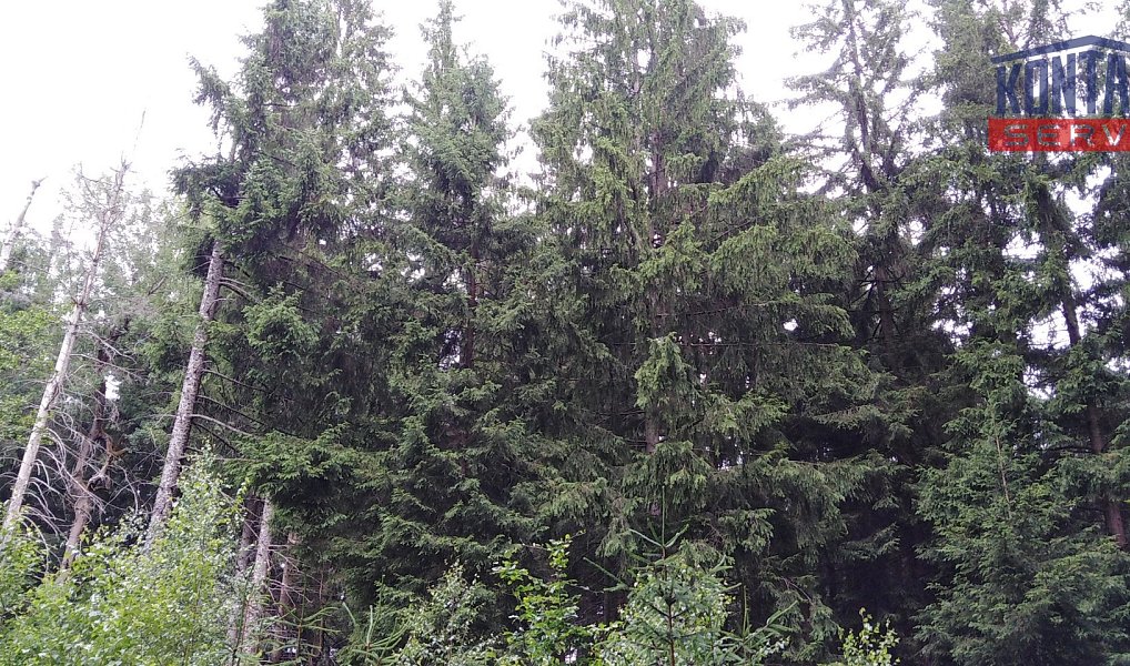 Prodej lesa 6 298 m², Mnichov – náhled fotky 5
