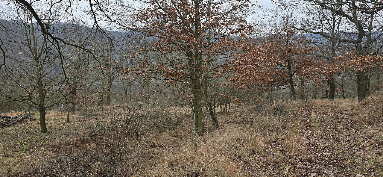 Prodej lesa 13 913 m² – fotografie 4