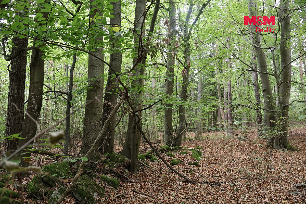 Prodej lesa 1 762 m² – fotografie 2