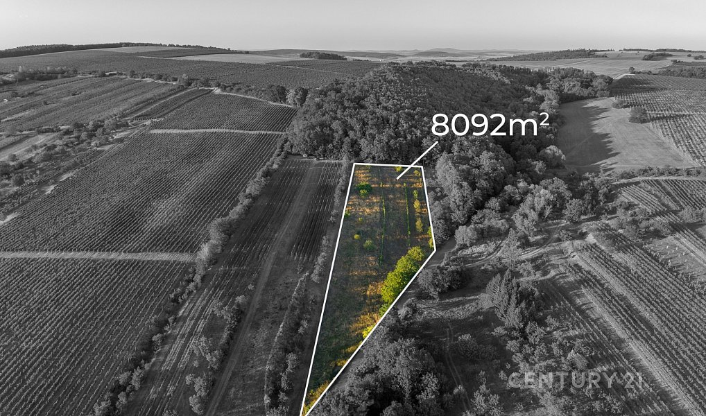 Vinný sklep 83m2, pozemky 8.420m2, Blatnice pod Svatým Antonínkem, Blatnice pod Svatým Antonínkem – náhled fotky 27