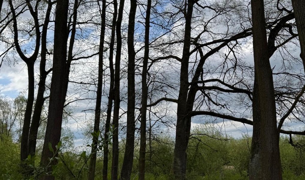 Prodej pozemku 14 477 m², Novosedly nad Nežárkou – náhled fotky 6