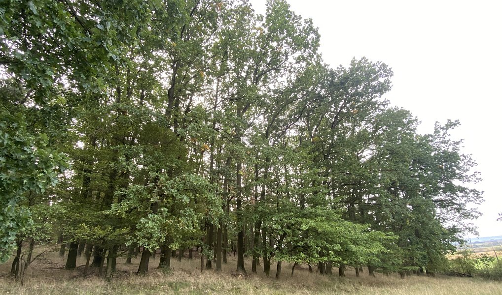 Prodej lesa 11 957 m², Ostřetín – náhled fotky 2