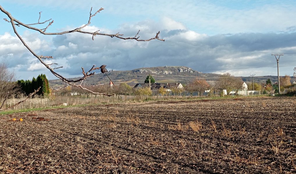 Prodej stavebního pozemku 1 285 m², Dolní Dunajovice – náhled fotky 16