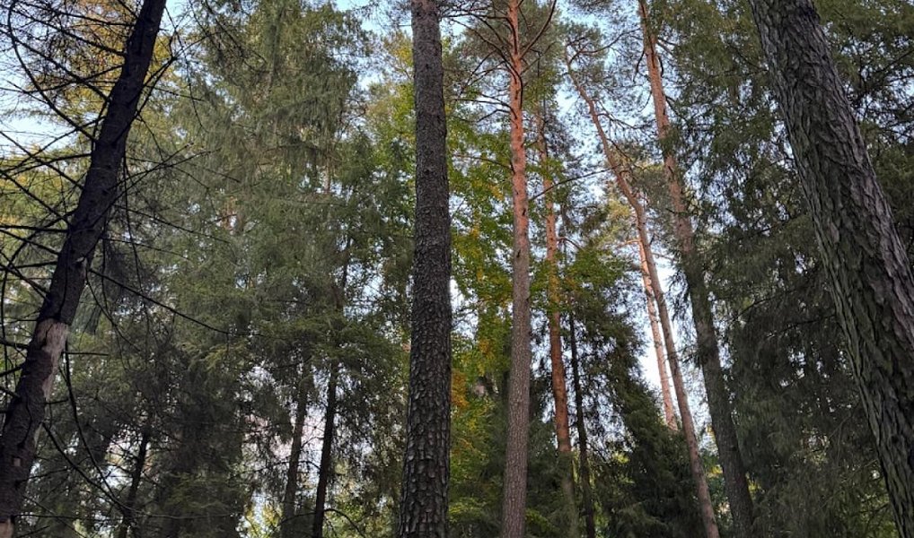 Prodej lesa 1 538 m², Velká Polom – náhled fotky 4