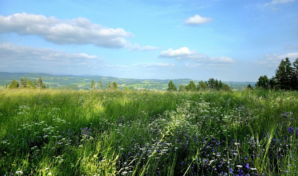 Prodej louky 10 451 m², Vlastiboř – náhled fotky 3