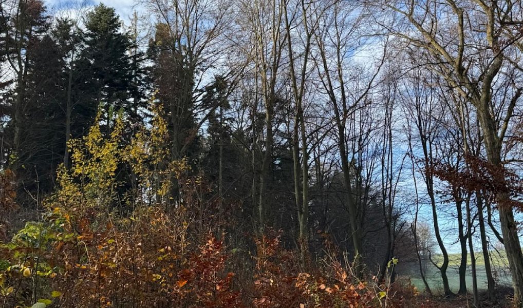 Prodej lesa 9 585 m², Dzbel – náhled fotky 14
