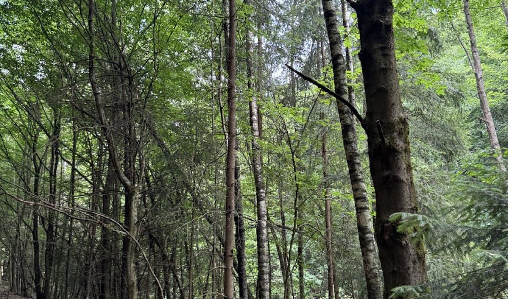 Prodej lesa 10 342 m², Jedlí – náhled fotky 8