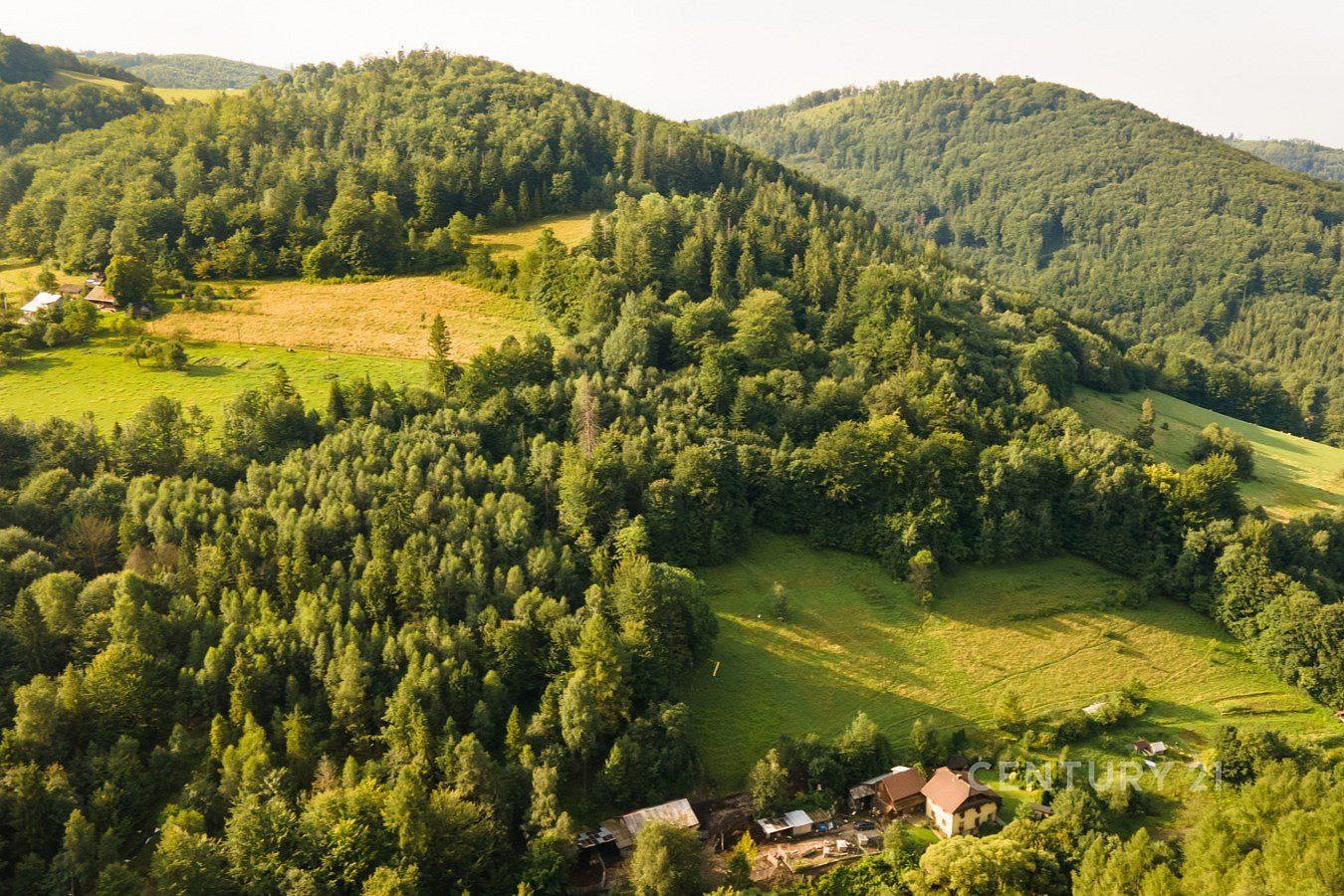 Prodej lesa 20 558 m² – fotografie 5