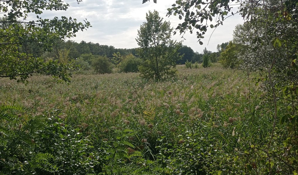 Prodej pozemku 6 724 m², Brod nad Dyjí – náhled fotky 2