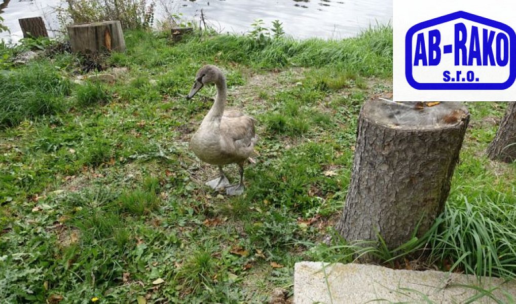 Prodej chaty/chalupy 56 m² s pozemkem 38 m², Střížovice – náhled fotky 29