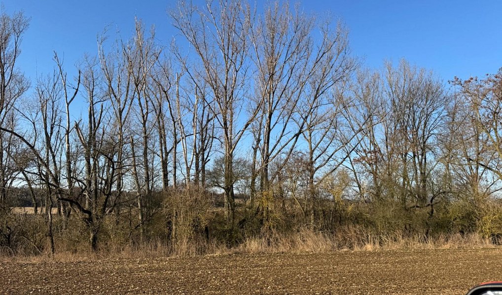 Prodej lesa 14 454 m², Mělnické Vtelno – náhled fotky 10