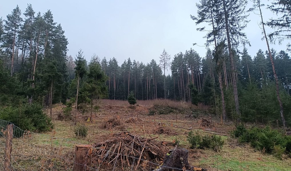 Prodej lesa 37 567 m², Vacovice – náhled fotky 5