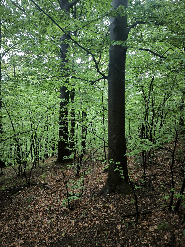 Fotka 6 z 15