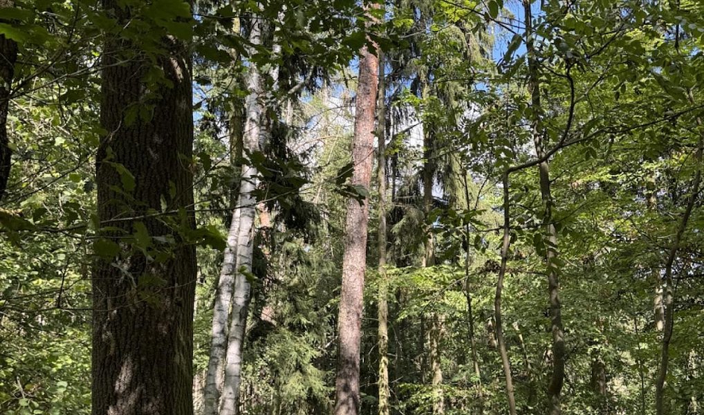Prodej lesa 10 739 m², Vlkančice – náhled fotky 3
