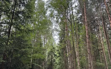 Prodej lesa 11 311 m², Velešovice, okres Vyškov