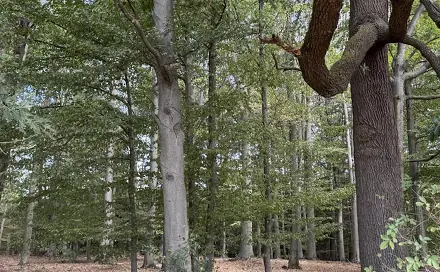Prodej lesa 5 345 m², Braníškov