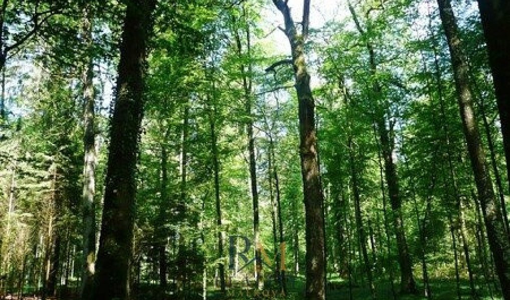 Prodej lesa 19 200 m², Ludkovice – náhled fotky 3