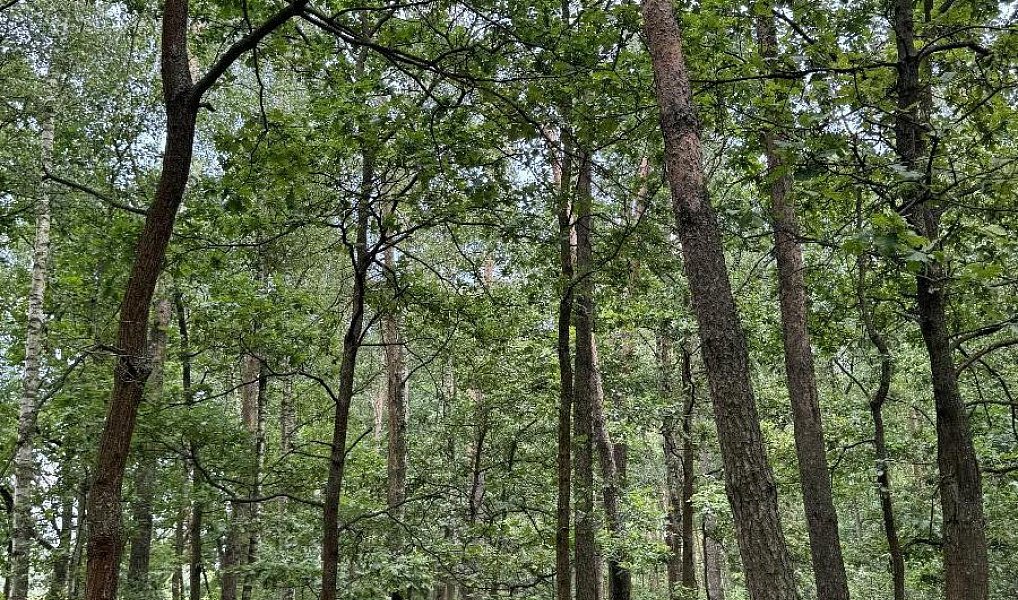 Prodej lesa 2 081 m², Přelouč – náhled fotky 3