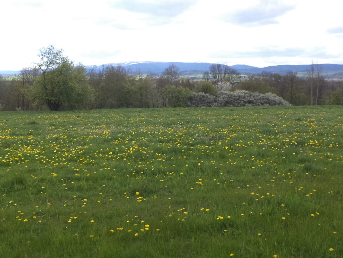 Dražba louky 10 063 m² — photo 4