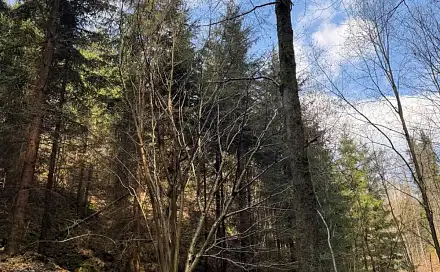 Prodej lesa 4 901 m², Záhoří - Vlkošov