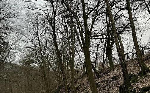 Prodej lesa 3 586 m², Luka, okres Česká Lípa