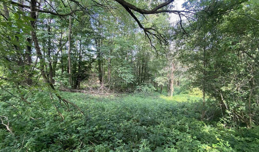 Prodej stavebního pozemku 974 m², Nové Hrady – náhled fotky 3