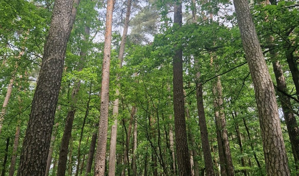 Prodej lesa 4 924 m², Paceřice – náhled fotky 6