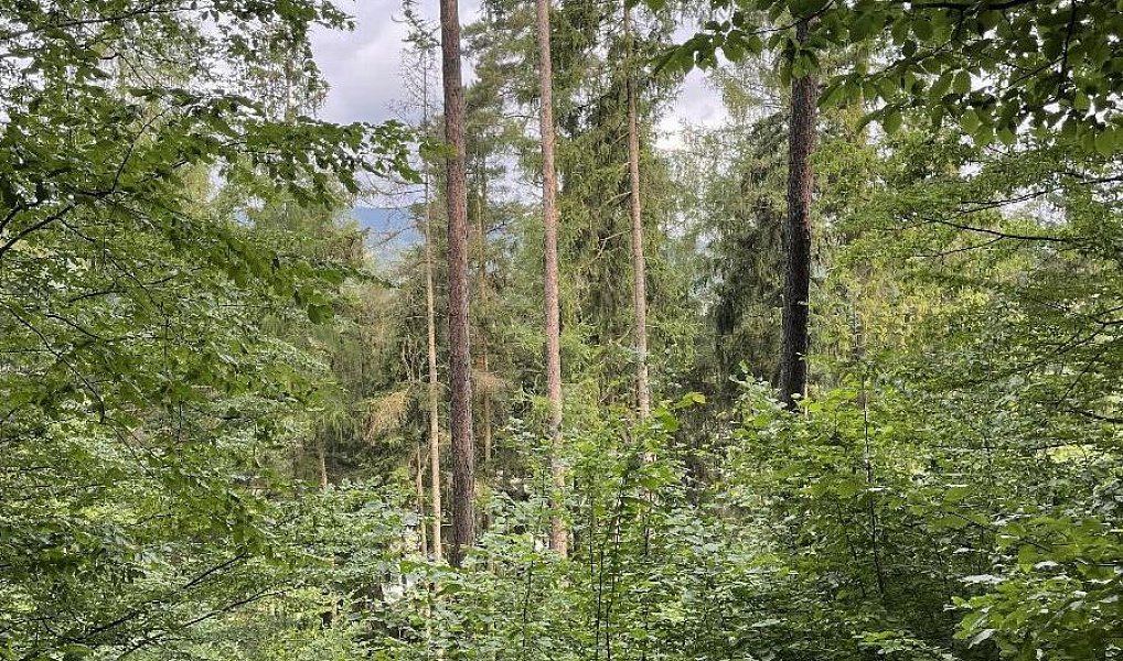 Prodej pozemku 14 508 m², Bohdíkov – náhled fotky 2